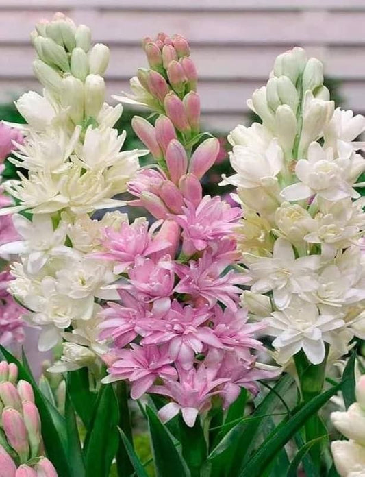 Afflorance Tuberose Bulbs (Buy 1 Get 1 Free)