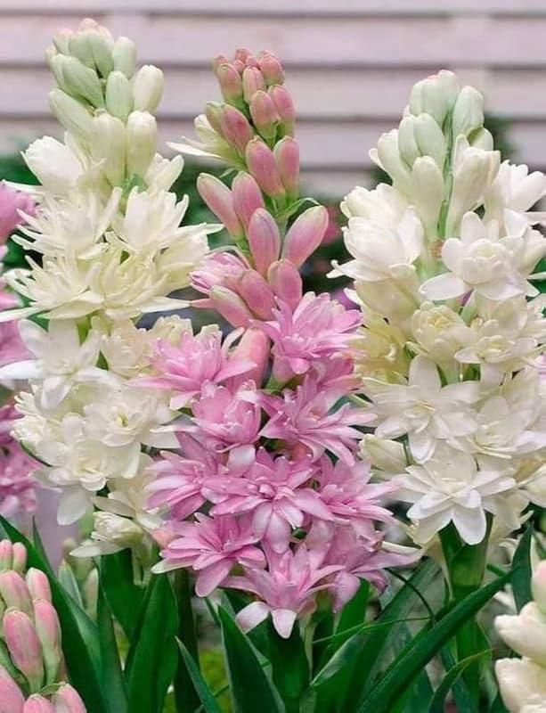 Afflorance Tuberose Bulbs (Buy 1 Get 1 Free)