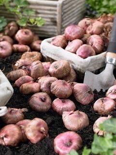 Afflorance Tuberose Bulbs (Buy 1 Get 1 Free)